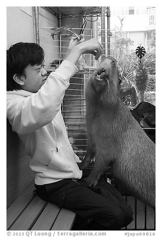Young woman feeding capybara, Yokohama. Japan (black and white)