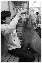 Young woman feeding capybara, Yokohama. Japan ( black and white)