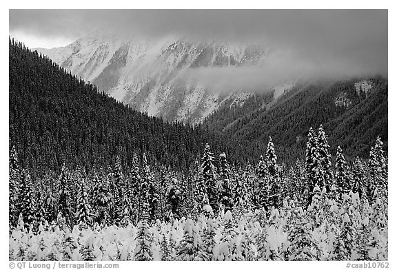 Trees, mountains and clouds. Banff National Park, Canadian Rockies, Alberta, Canada (black and white)