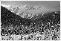 Trees, mountains and clouds. Banff National Park, Canadian Rockies, Alberta, Canada ( black and white)