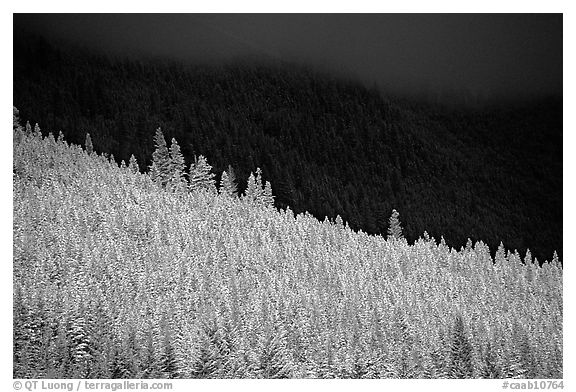 Conifer forest in storm light. Banff National Park, Canadian Rockies, Alberta, Canada