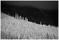Conifer forest in storm light. Banff National Park, Canadian Rockies, Alberta, Canada (black and white)