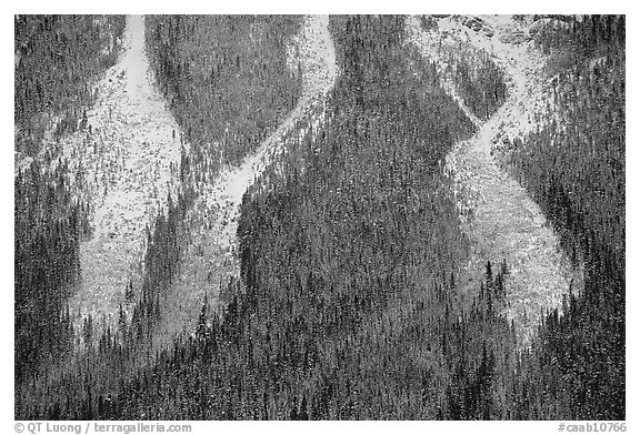 Avalanche gullies. Banff National Park, Canadian Rockies, Alberta, Canada (black and white)