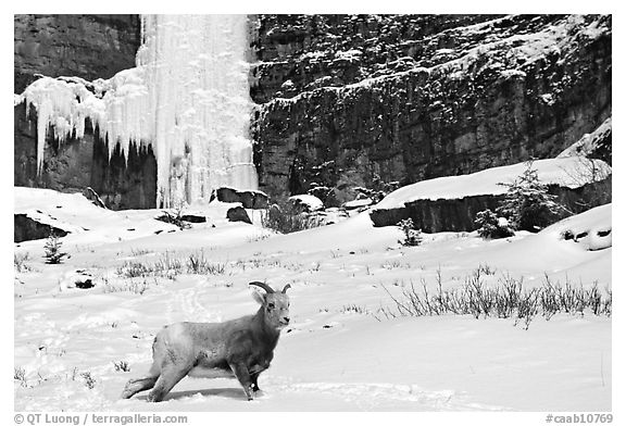 Mountain Goat at the base of a frozen waterfall. Banff National Park, Canadian Rockies, Alberta, Canada