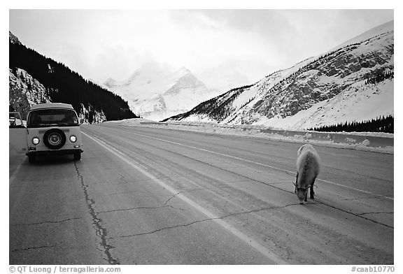 Mountain goat and camper car on Icefields Parway in winter. Banff National Park, Canadian Rockies, Alberta, Canada