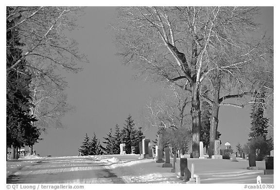 Cemetery in winter. Calgary, Alberta, Canada (black and white)