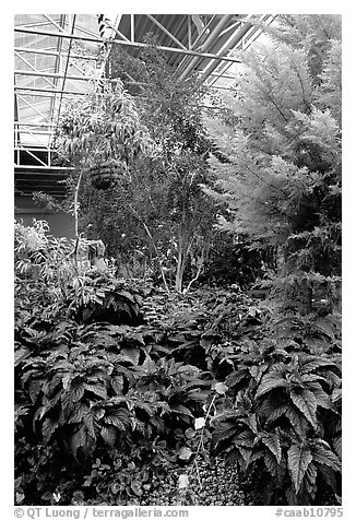 Indoor garden. Calgary, Alberta, Canada (black and white)