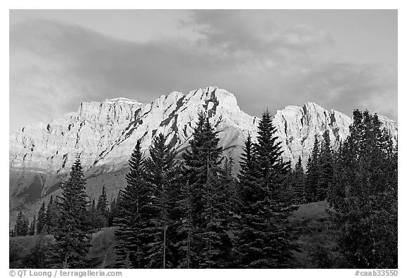 Peaks and conifers near Two Jack Lake, sunrise. Banff National Park, Canadian Rockies, Alberta, Canada (black and white)