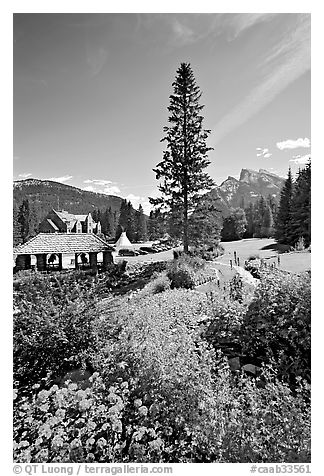 Flowers in Cascade Gardens. Banff National Park, Canadian Rockies, Alberta, Canada (black and white)