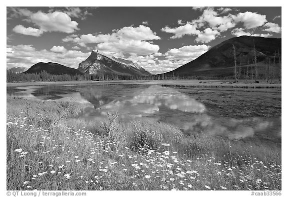 Summer flowers on the shore of first Vermillion Lake, afternon. Banff National Park, Canadian Rockies, Alberta, Canada (black and white)
