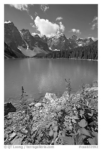 Fireweed and Moraine Lake, late morning. Banff National Park, Canadian Rockies, Alberta, Canada (black and white)