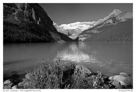 Yellow flowers, Victoria Peak, and green-blue waters of Lake Louise, morning. Banff National Park, Canadian Rockies, Alberta, Canada (black and white)