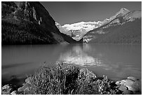 Yellow flowers, Victoria Peak, and green-blue waters of Lake Louise, morning. Banff National Park, Canadian Rockies, Alberta, Canada (black and white)