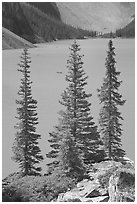 Spruce trees and turquoise blue waters of Moraine Lake , mid-morning. Banff National Park, Canadian Rockies, Alberta, Canada ( black and white)