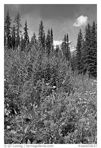 Painbrush and trees. Banff National Park, Canadian Rockies, Alberta, Canada