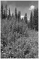 Painbrush and trees. Banff National Park, Canadian Rockies, Alberta, Canada (black and white)