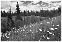 Red paintbrush flowers, daisies, and mountains. Banff National Park, Canadian Rockies, Alberta, Canada (black and white)