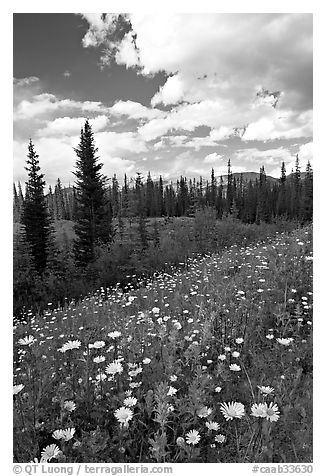 Meadow with Red paintbrush flowers and daisies. Banff National Park, Canadian Rockies, Alberta, Canada (black and white)