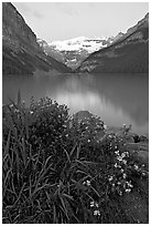Yellow flowers, Victoria Peak, and green-blue Lake Louise, dawn. Banff National Park, Canadian Rockies, Alberta, Canada (black and white)