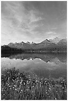 Wildflowers, Herbert Lake and  Bow range, morning. Banff National Park, Canadian Rockies, Alberta, Canada (black and white)