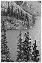 Conifers and blue waters of Moraine Lake. Banff National Park, Canadian Rockies, Alberta, Canada ( black and white)