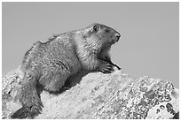 Marmot sitting on rock. Banff National Park, Canadian Rockies, Alberta, Canada (black and white)