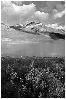 Wildflowers and  glacial pond at the base of the Athabasca Glacier. Jasper National Park, Canadian Rockies, Alberta, Canada (black and white)