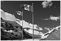 Canadian flags at the Icefieds Center. Jasper National Park, Canadian Rockies, Alberta, Canada ( black and white)