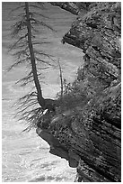 Spruce tree growing on a steep ledge,  Athabasca Falls. Jasper National Park, Canadian Rockies, Alberta, Canada ( black and white)