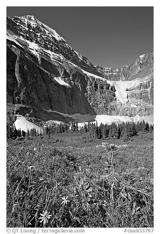 Wildflowers on Cavell Meadows, and Mt Edith Cavell. Jasper National Park, Canadian Rockies, Alberta, Canada (black and white)