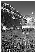 Wildflowers on Cavell Meadows, and Mt Edith Cavell. Jasper National Park, Canadian Rockies, Alberta, Canada ( black and white)
