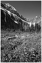 Alpine meadow and Paintbrush below Mt Edith Cavell. Jasper National Park, Canadian Rockies, Alberta, Canada (black and white)