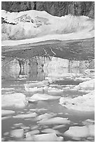 Icebergs in glacial pond and Cavell Glacier. Jasper National Park, Canadian Rockies, Alberta, Canada ( black and white)