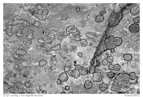 Close-up of rock with lichen. Jasper National Park, Canadian Rockies, Alberta, Canada (black and white)