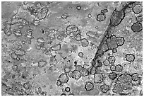Pictures of Lichen
