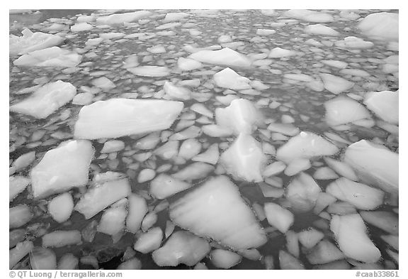 Iceberg tile, Cavell Pond. Jasper National Park, Canadian Rockies, Alberta, Canada