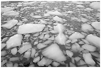 Iceberg tile, Cavell Pond. Jasper National Park, Canadian Rockies, Alberta, Canada (black and white)