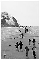 Tourists descending Athabasca Glacier. Jasper National Park, Canadian Rockies, Alberta, Canada ( black and white)