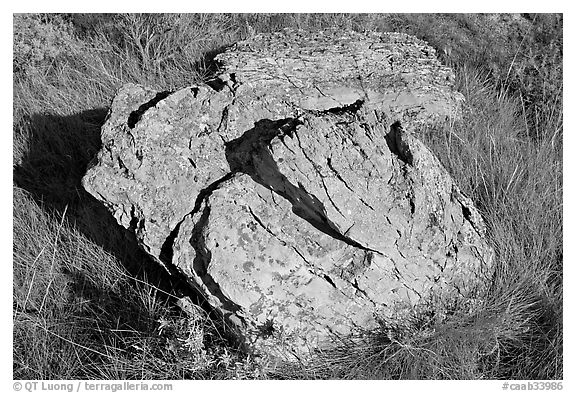 Rock with lichen lying in grass, Dinosaur Provincial Park. Alberta, Canada (black and white)