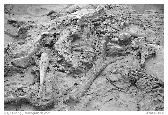 Dinosaur fossils, Dinosaur Provincial Park. Alberta, Canada (black and white)