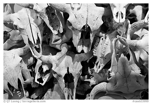 Buffalo skulls, Head-Smashed-In Buffalo Jump. Alberta, Canada (black and white)