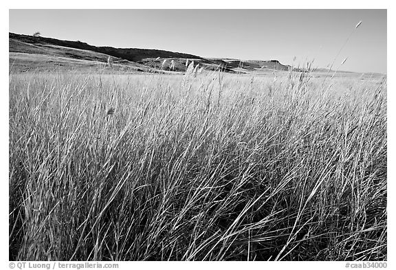 Tall prairie grasses with cliff in the distance,  Head-Smashed-In Buffalo Jump. Alberta, Canada