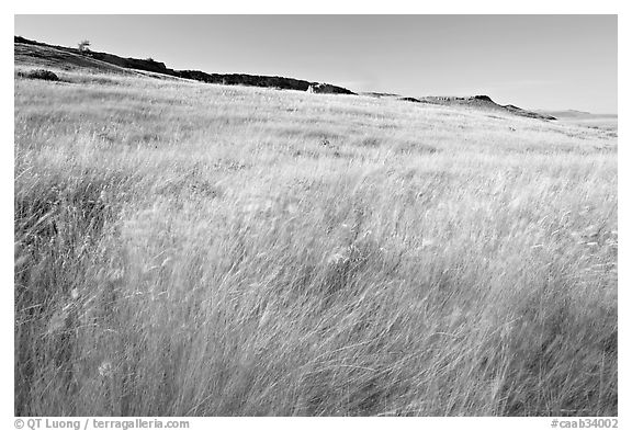 Tall prairie grasses blown by wind and cliff, Head-Smashed-In Buffalo Jump. Alberta, Canada (black and white)