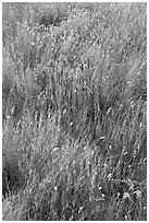 Prairie Grass. Alberta, Canada (black and white)