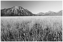 Tall grass prairie and mountains. Waterton Lakes National Park, Alberta, Canada ( black and white)