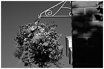 Hanging basket of flowers. Victoria, British Columbia, Canada ( black and white)