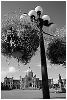 Baskets of flowers suspended from lamp post with parliament in the background. Victoria, British Columbia, Canada (black and white)