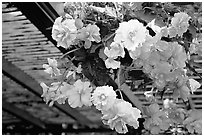 Hanging baskets of begonias. Butchart Gardens, Victoria, British Columbia, Canada ( black and white)