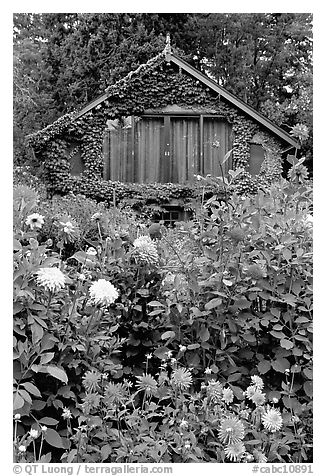 Dalhias and cabin. Butchart Gardens, Victoria, British Columbia, Canada