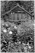 Dalhias and cabin. Butchart Gardens, Victoria, British Columbia, Canada ( black and white)